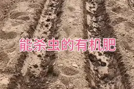 能杀虫的有机肥蓖麻籽饼视频封面