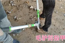 毛驴的脚指甲太长了，修剪完后变成了三寸金莲，走路漂亮多了视频封面