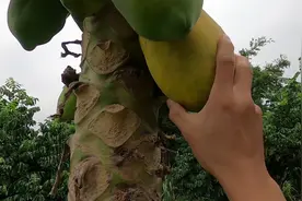 100条罗非鱼自然生长两年，总是长不大，丫仔摘一粪基木瓜去喂鱼视频封面