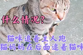 猫咪追着主人跑，猫妈妈在后面追着猫咪跑🤒