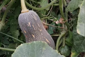 收获的季节，看看成熟的南瓜又叫番瓜，长得啥样，结的多不多视频封面
