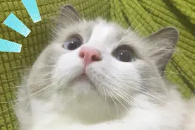 当铲屎官烫头回来，猫？？？视频封面