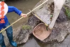 野生小河虾难捉吗？只要用这工具，连70岁老奶奶抓河虾都很容易视频封面