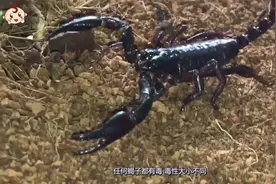 世界之大无奇不有，极其罕见的蝎子蜕皮过程，感叹大自然的神奇视频封面