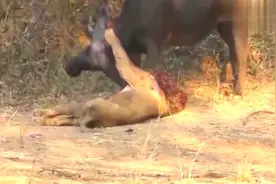 实拍水牛杀死雄狮，残酷打斗被全程记录，再疯狂的猛兽也会落幕视频封面