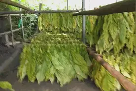 香烟相信你很熟悉，但它的原材料烟叶的种植及加工过程你了解吗！视频封面