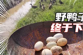 野鸭子4个月终于下蛋了，在果园水沟边草丛里，十分隐蔽视频封面