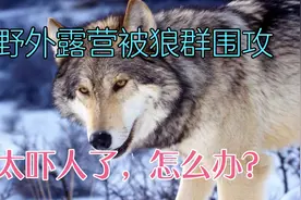 小伙在野外露营被狼群围攻，帐篷里坐了一夜，不敢睡觉，太吓人了视频封面