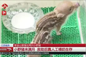 山林才是家！两只小野猪落单南京紫金山 救护人员不建议“捡回”视频封面