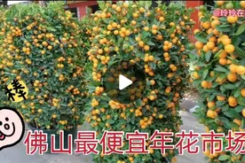 怀集人去佛山便宜年花市买年桔，买好年花贴好挥春牛气冲天过大年视频封面