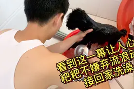 对象把流浪狗领回家洗澡剃毛，不嫌弃它脏，流浪泰迪感动落泪！