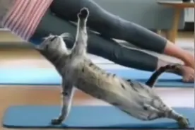 猫：瑜伽 我是专业的视频封面