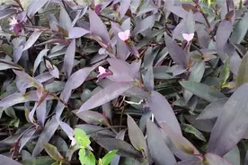 家里养的紫竹林梅有好处，多种作用你了解过吗？全身都是宝视频封面
