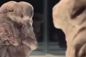 科学是严谨的，不能违背自然规律，不然造成的后果是残酷的视频封面