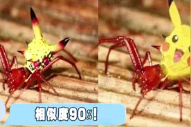 “皮卡丘”其实是只蜘蛛？视频封面