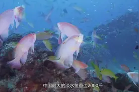 我国最大淡水鱼重2000斤，鱼籽被誉为“水中黄金”营养价值极。视频封面