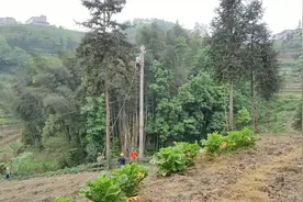 爬上电杆换高压线的农民工，干着最危险的活，一天工资120视频封面