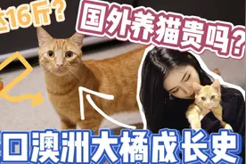 外国猫能有多胖？16斤的澳洲胖橘猫成长史，国外养宠物要多少钱视频封面