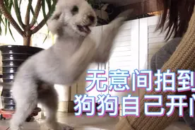 56秒处拍到狗狗会打开门 如果你家狗狗也会 要多加小心啊
