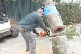 男子把树锯成两半，树干里却钻出个小动物，镜头记录惊险全过程！视频封面