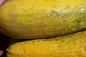 西葫芦喂鸡对鸡也有好处，能抗菌，增强免疫力。视频封面