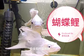 蝴蝶鲤与白金龙凤的区别，千万看仔细，不要受骗
