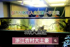 嘉兴农村收入全国第一，今天带大家看看浙江农村土豪大鱼缸！视频封面