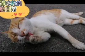日常撩猫 小猫咪日常舔毛 每次摸了它的小脑袋就这样没完没了的舔视频封面