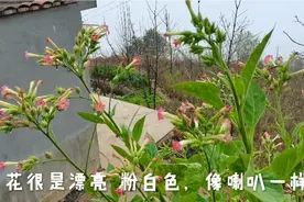 云南的烟，有一种晒干了可以用烟斗直接抽的草烟，普洱很多视频封面