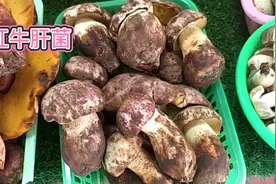 身边的草药（158），红牛肝菌（见手青），健胃治风湿抗癌抗衰老视频封面