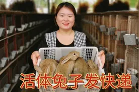 可以长20斤的兔子 今天给粉丝快递公羊兔 试养积累经验视频封面