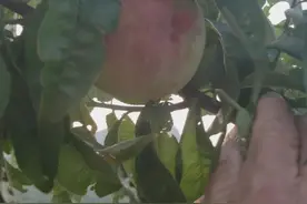 一棵桃树上嫁接两个品种，有好有坏的，是什么原因呢？视频封面