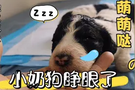 出生两周的小奶狗终于睁开眼睛啦，肥嘟嘟的，就是脾气有点大啊？视频封面