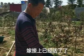 农村大叔喜欢种花，一棵花能开多种颜色，你相信吗？来看看吧视频封面