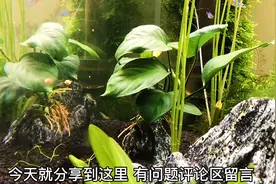 网购的小巴榕水草8块4棵，真便宜又大棵，还可以绑假山上自己造景视频封面