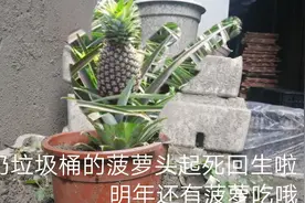 吃剩的菠萝头千万不要扔，一个小办法可以起死回生，还能开花结？