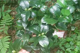 这些茶花花苞太多，摘掉差不多一半，使其它花苞有充分的营养视频封面