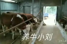 母牛可以生长到几岁可以繁殖几胎，小牛配种过早是不是就不长了吗视频封面
