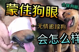把狗子眼睛蒙住会发生什么？有可能走丢吗？脑洞网友又来了视频封面
