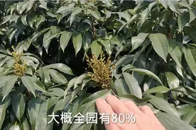 1月18号小发哥去海南琼海看一片2千多棵荔枝，荔枝来花很均衡视频封面