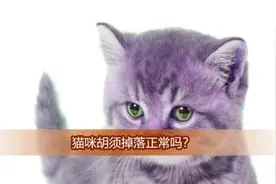 猫咪胡须掉落正常吗？