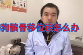 狗狗髌骨移位该怎么办视频封面