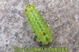 毛毛虫🐛，你怕不怕？介绍一下：它是有毒的丽绿刺蛾