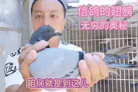 信鸽翅膀的秘密，你了解多少，博哥教你鉴别好鸽子的翅膀！视频封面