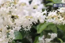 Vlog看四川 “荔枝古道”真的有荔枝吗？视频封面