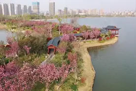 云视：日月湖樱花岛视频封面