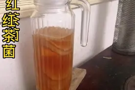 红茶菌俗称海宝、胃宝视频封面