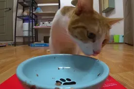 又被主人戴上头套，猫老大很不高兴：你看我的脸视频封面