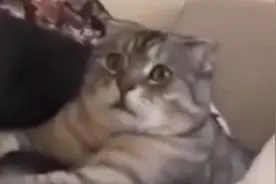 猫咪正在看电视，突然看到了老虎吃肉，惊恐的小表情也太可爱了视频封面