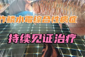 龙鱼的综合性病症如何治疗，持续见证视频封面